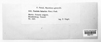 Puccinia falcariae image